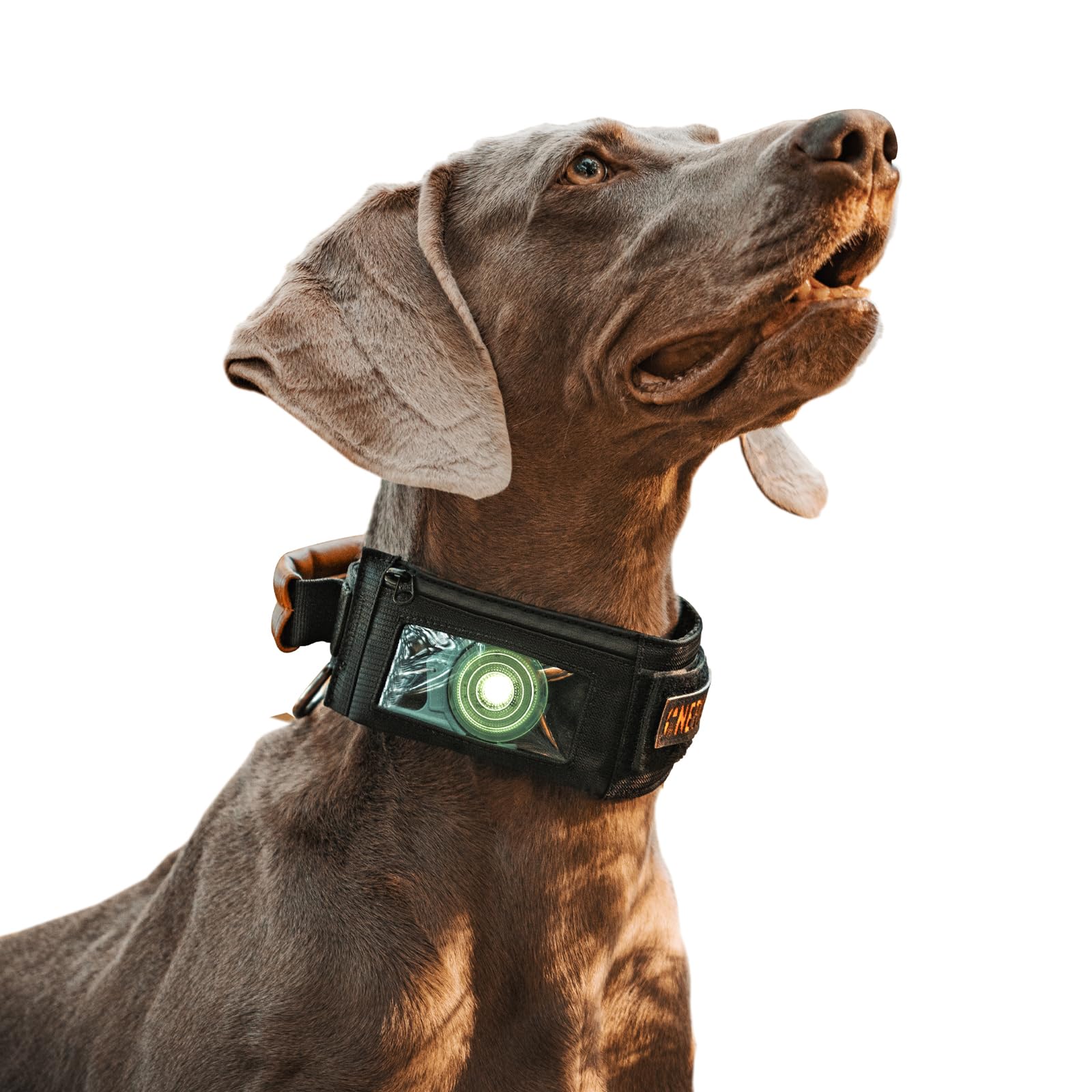 Dog wearing a black collar with a green light on a white background