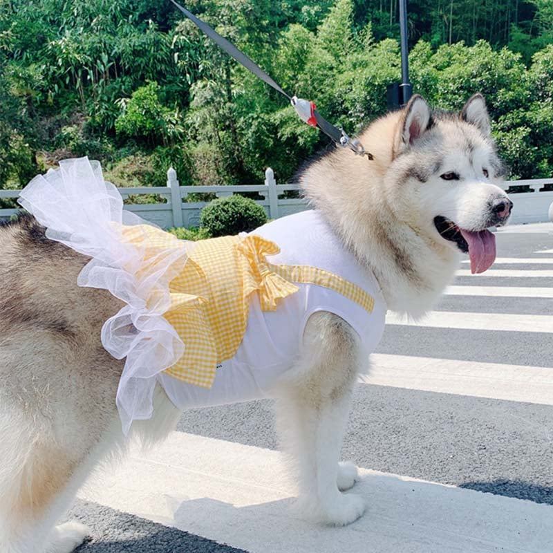 Dog wearing a white outfit with a yellow checkered skirt on a leash in an outdoor setting.