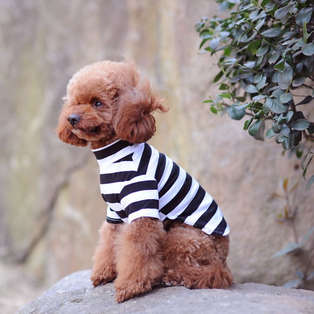 Small dog wearing a black and white striped shirt sitting on a rock with a natural background