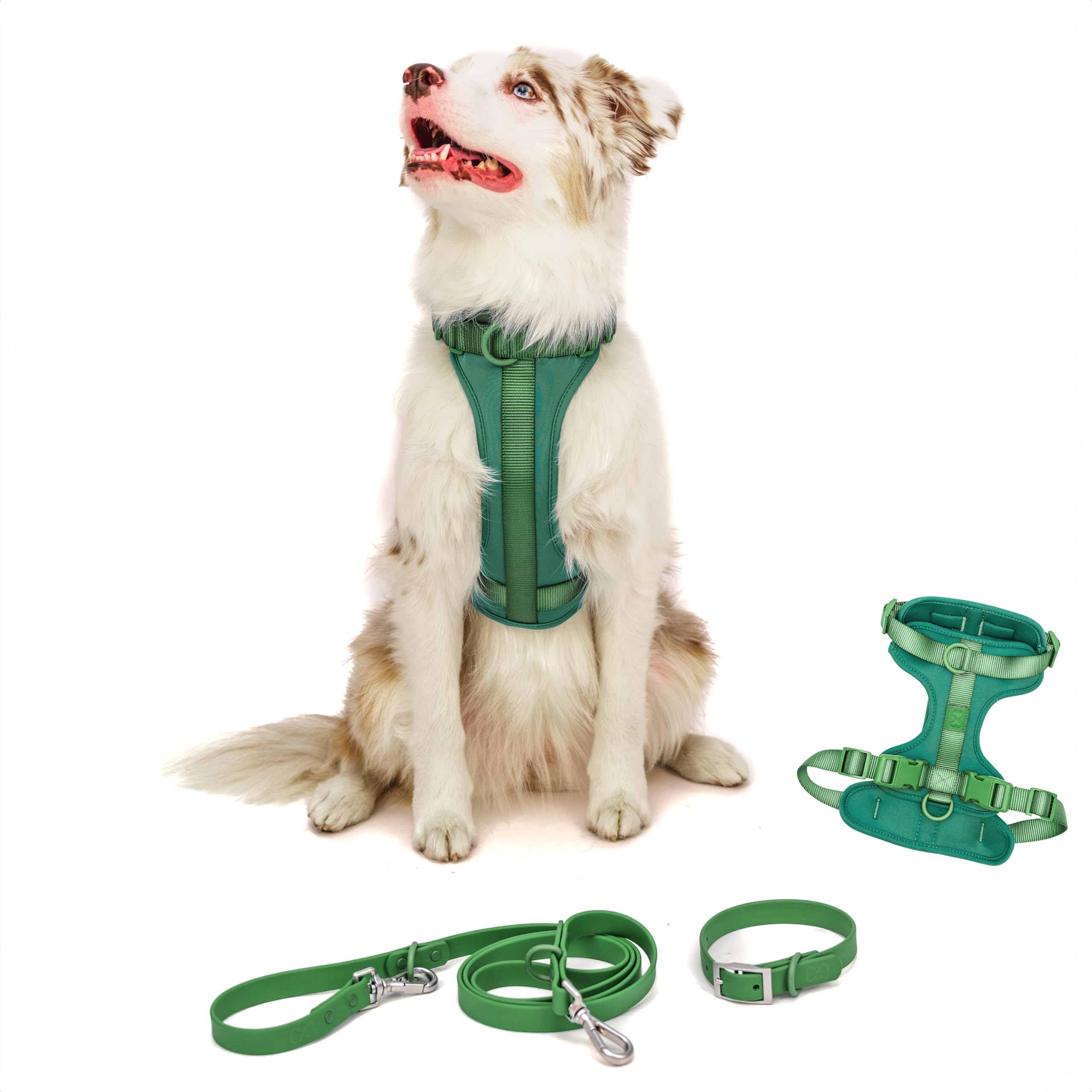 Dog wearing a green harness with matching leash and collar on a white background