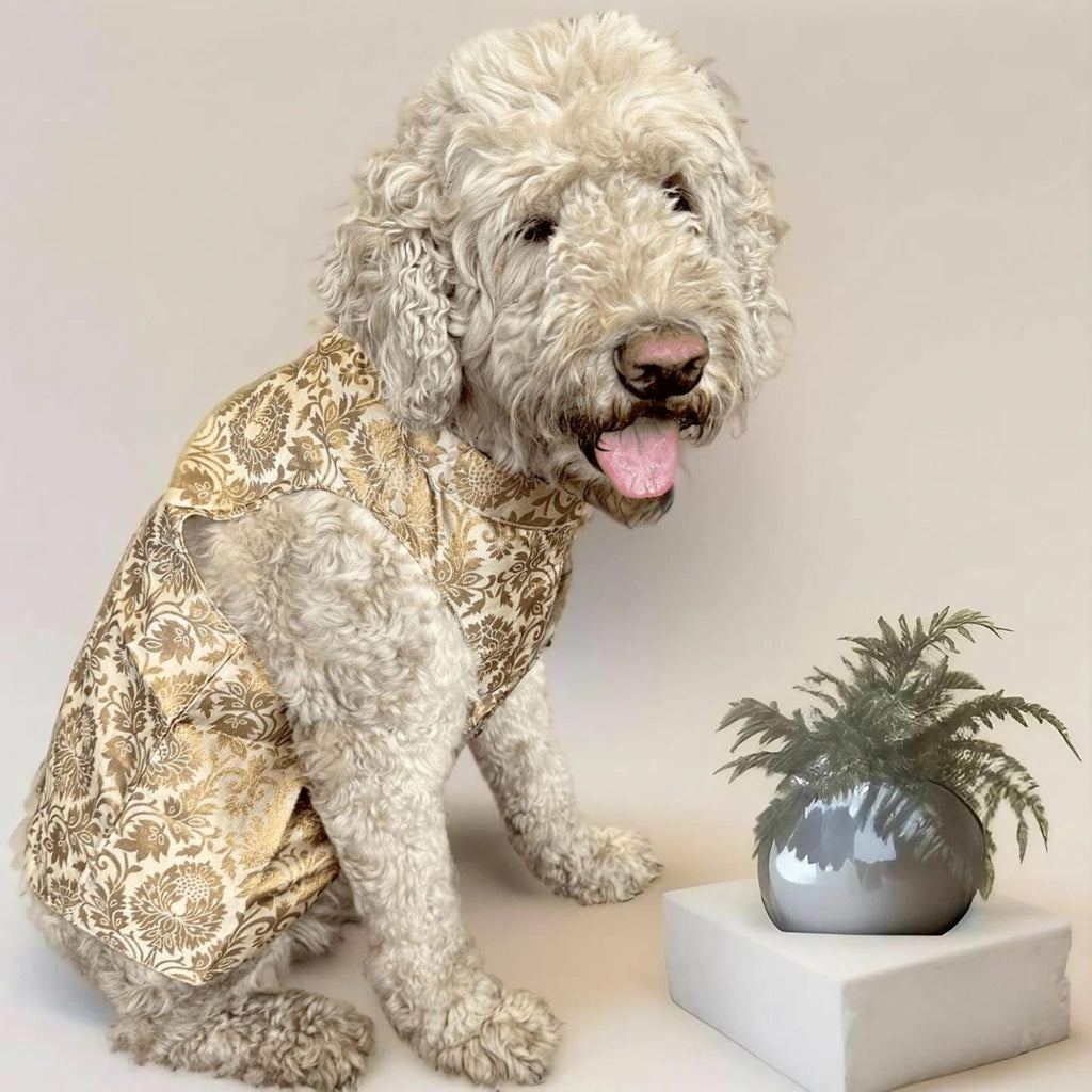 White dog wearing a patterned outfit sitting next to a plant on a light background