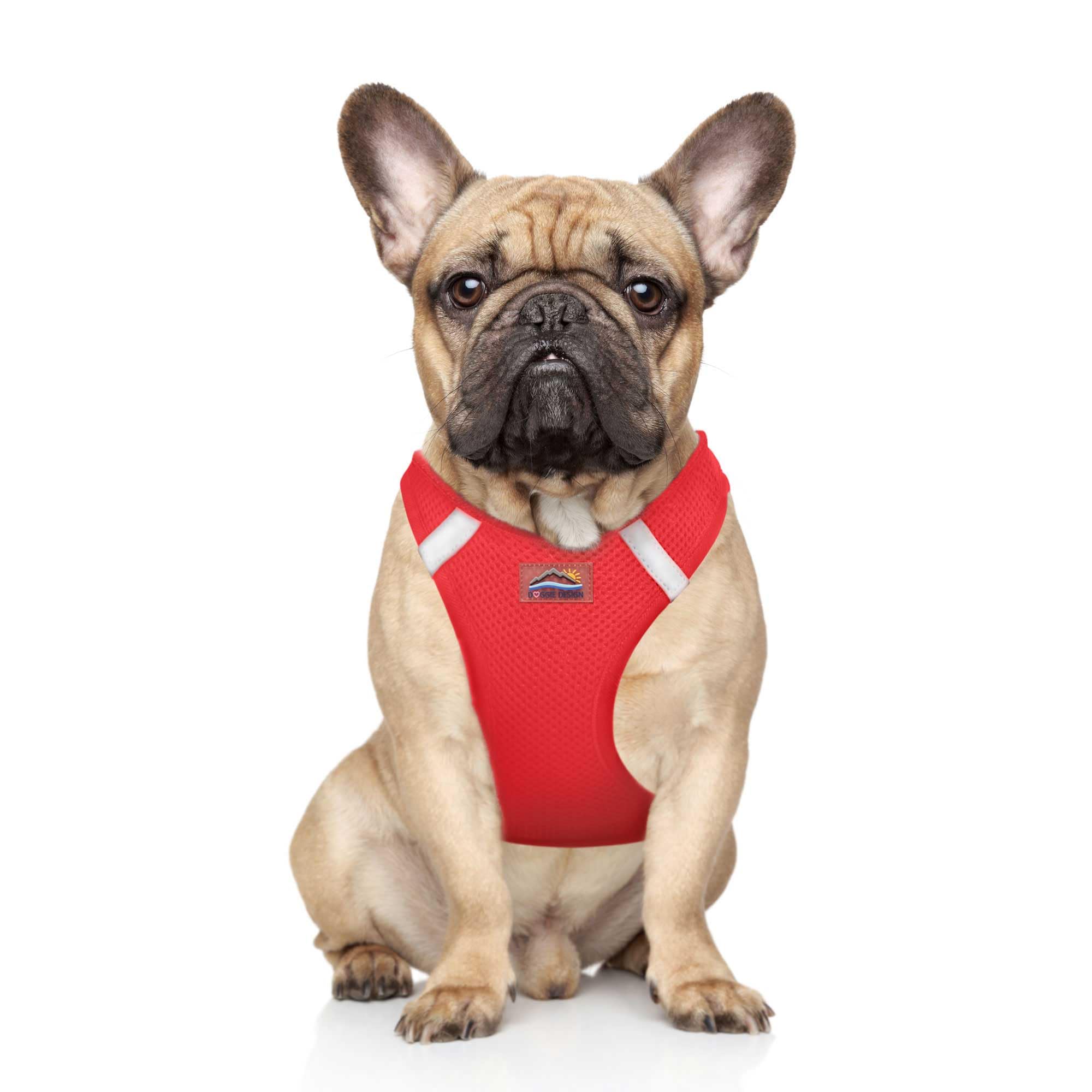 Dog wearing a red harness on a white background