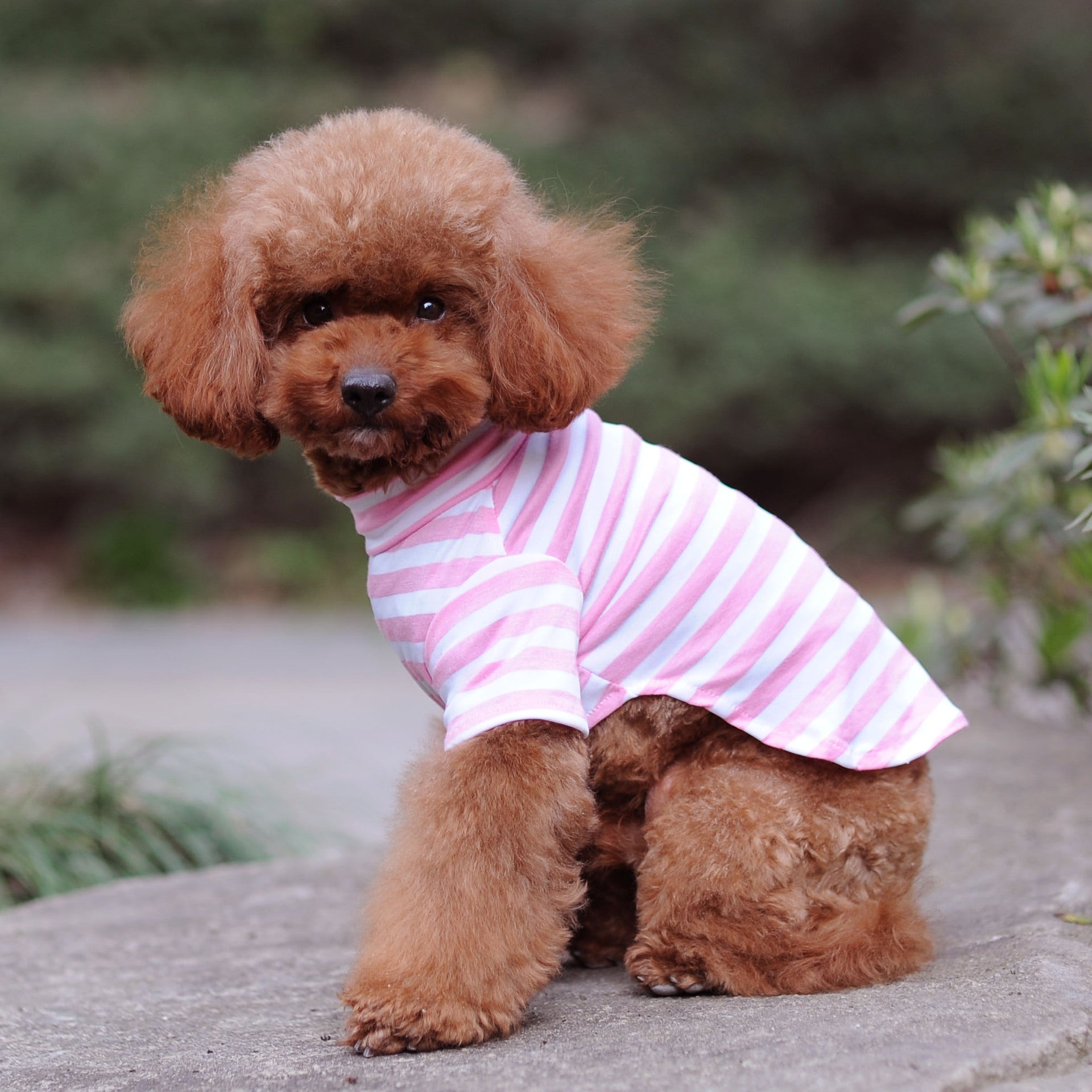 Small brown dog wearing a pink and white striped shirt outdoors.
