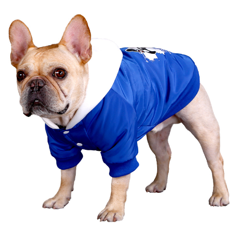 Dog wearing a blue raincoat on a white background