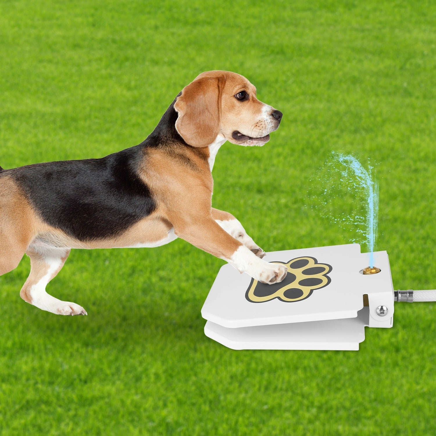 Dog playing with a toy that sprays water on a grassy field