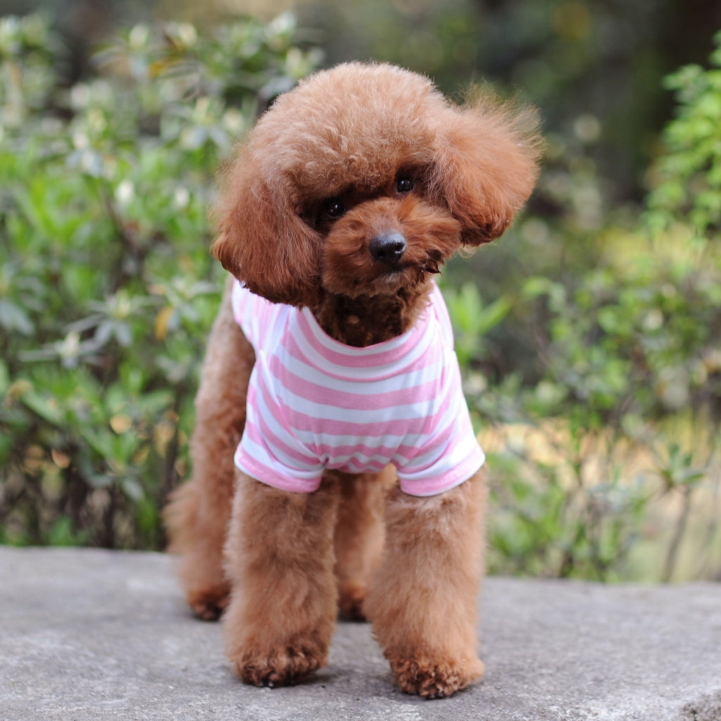 Small brown dog wearing a pink and white striped shirt standing on a concrete surface with a blurred green background.
