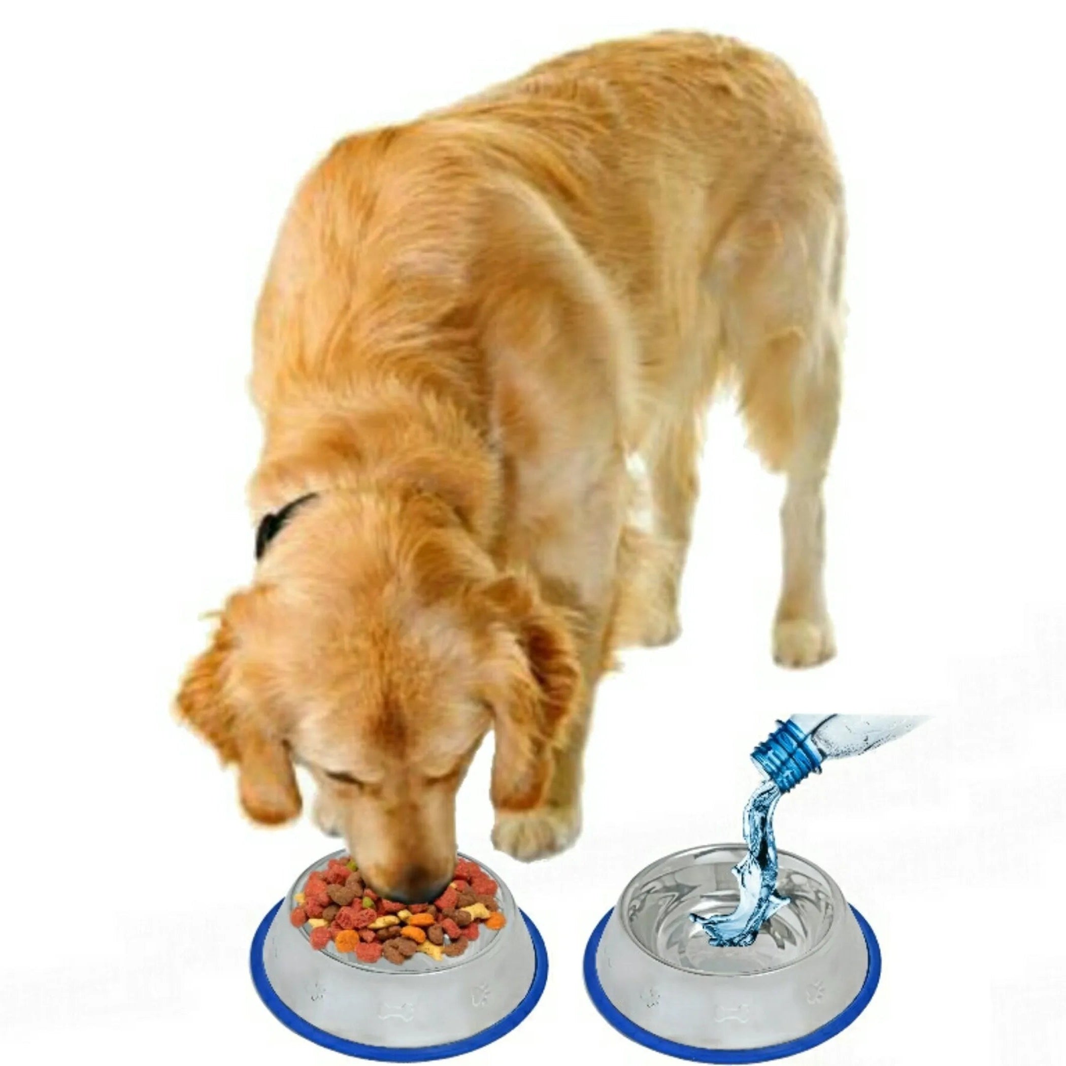 Dog drinking water from a blue water bottle and eating from a food bowl on a white background