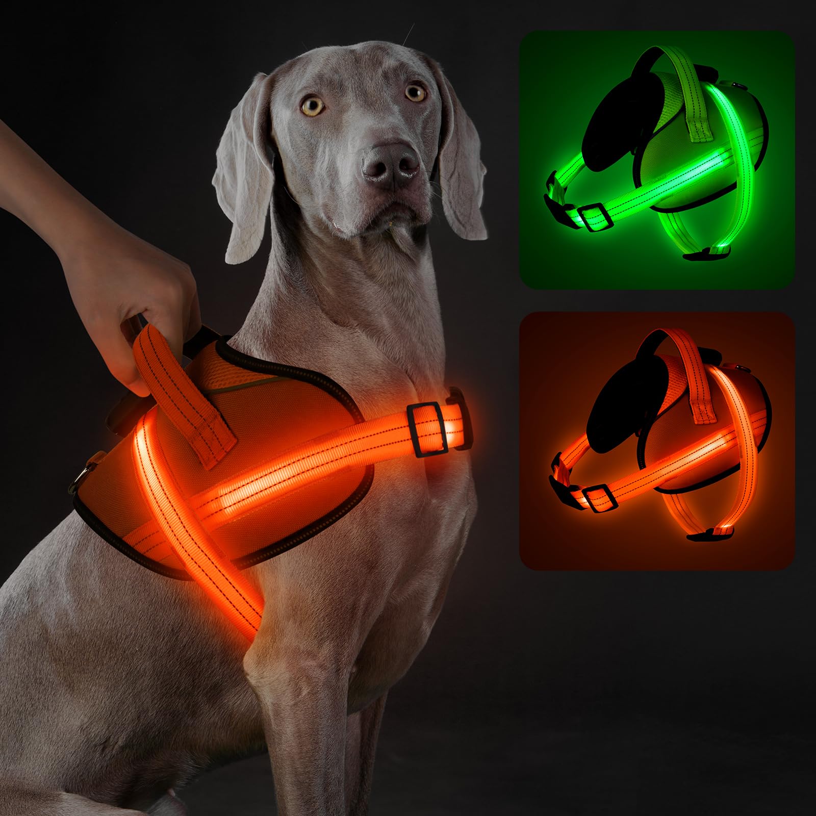 Dog wearing an orange LED harness with inset images of green and red LED harnesses on a dark background.