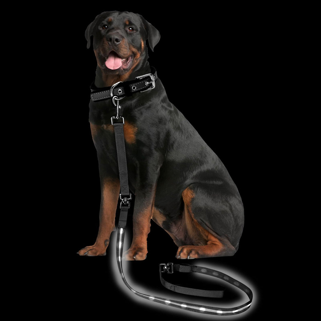 Dog wearing a black collar and leash on a transparent background