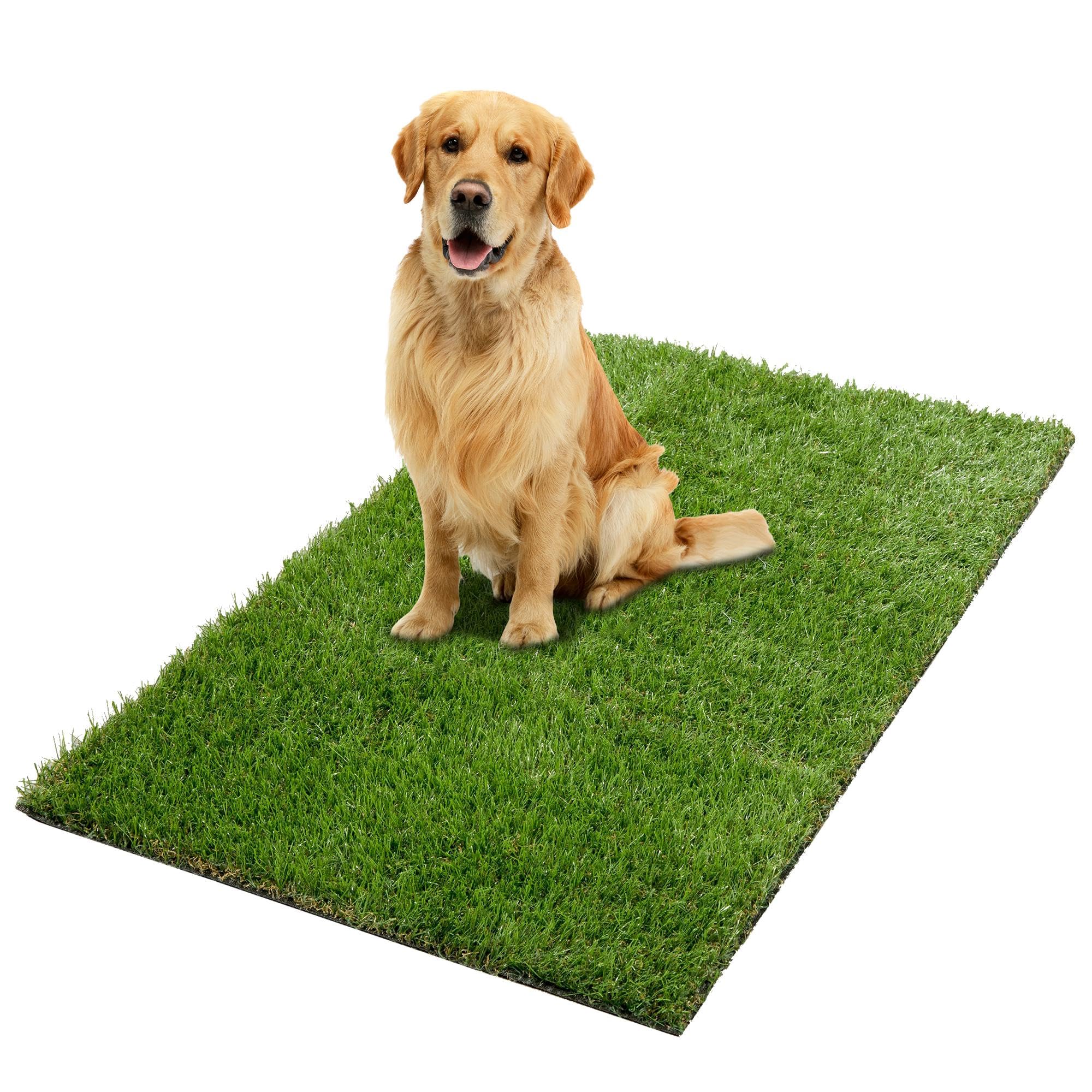 Dog sitting on a green artificial grass mat for potty training
