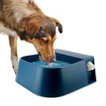 Dog drinking water from a blue pet water fountain on a white background