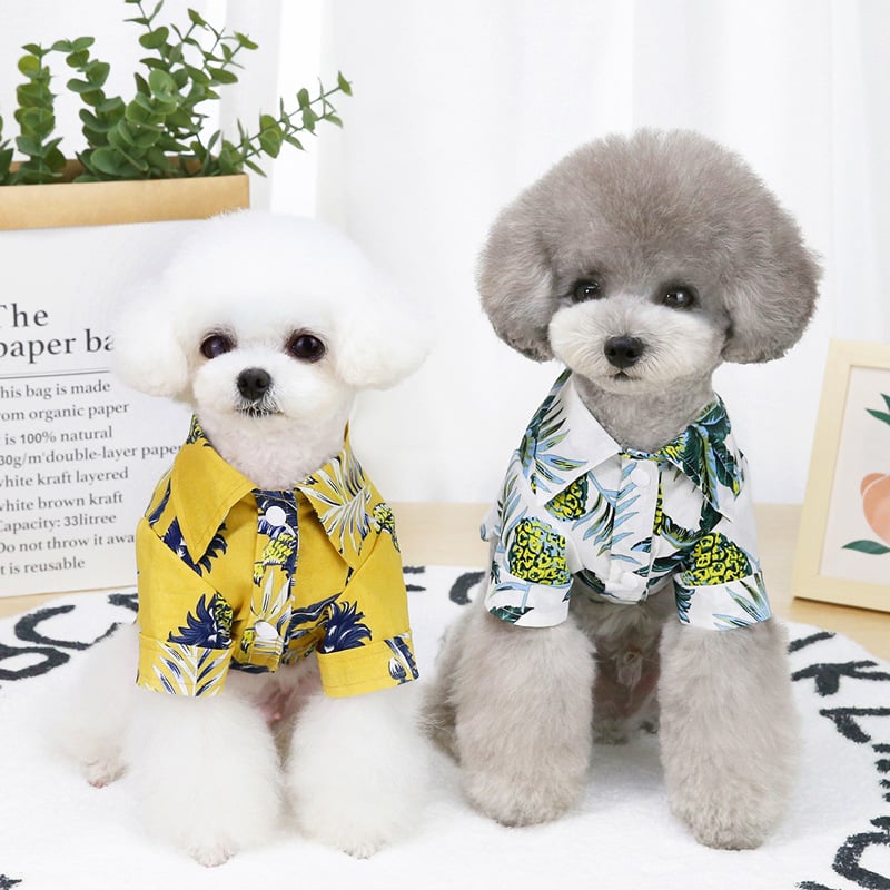 Two small dogs wearing colorful shirts on a white background