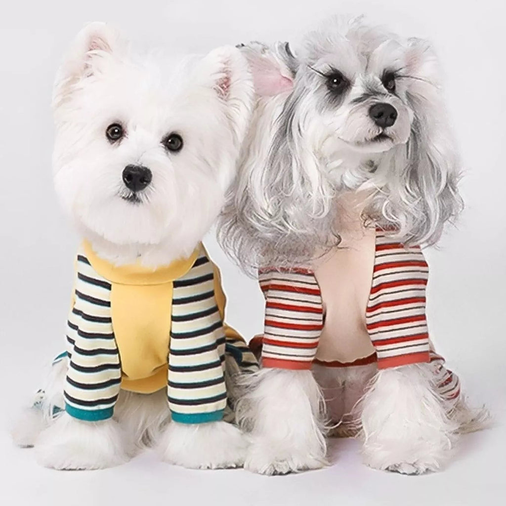 Two small dogs wearing colorful outfits on a white background