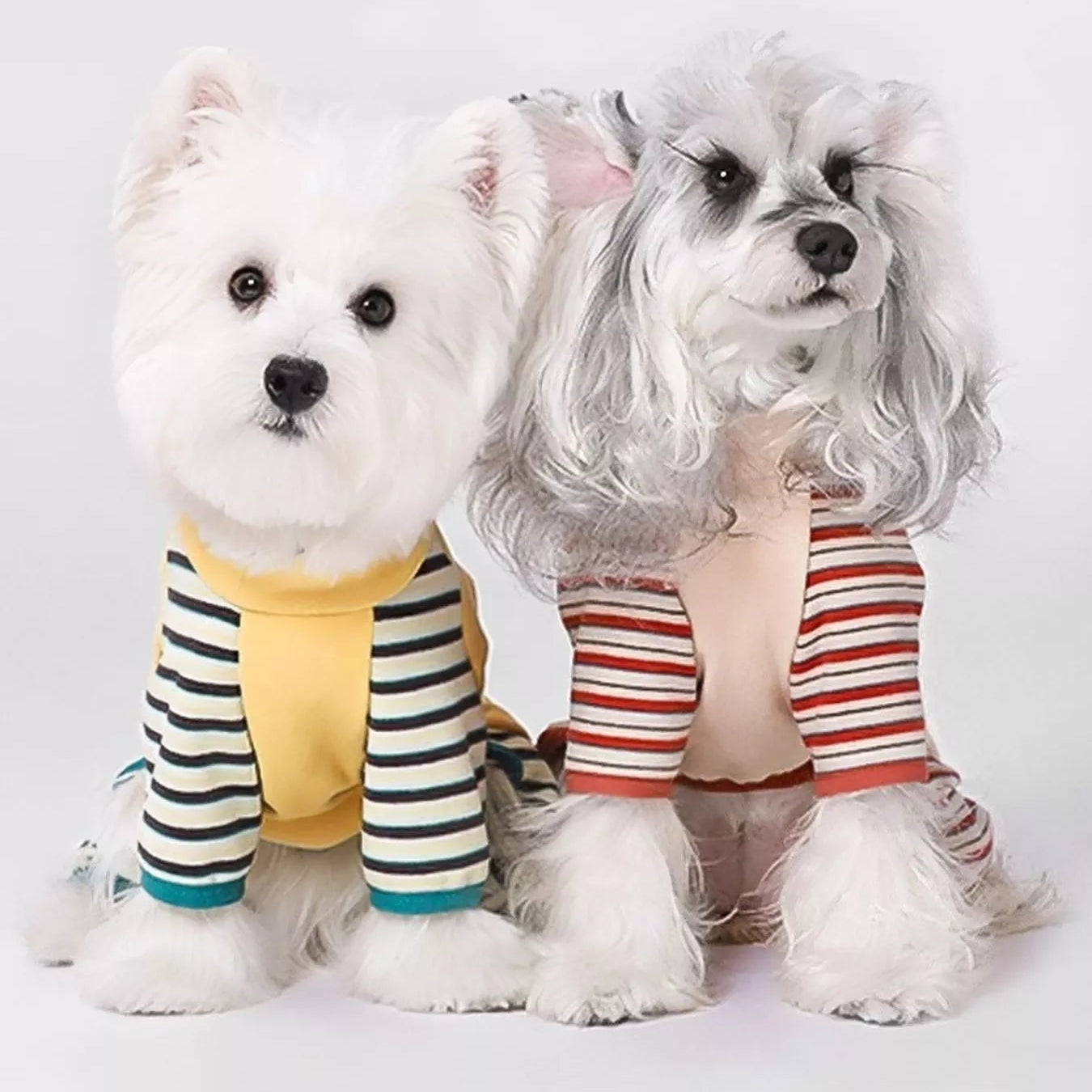 Two small dogs wearing colorful outfits on a white background