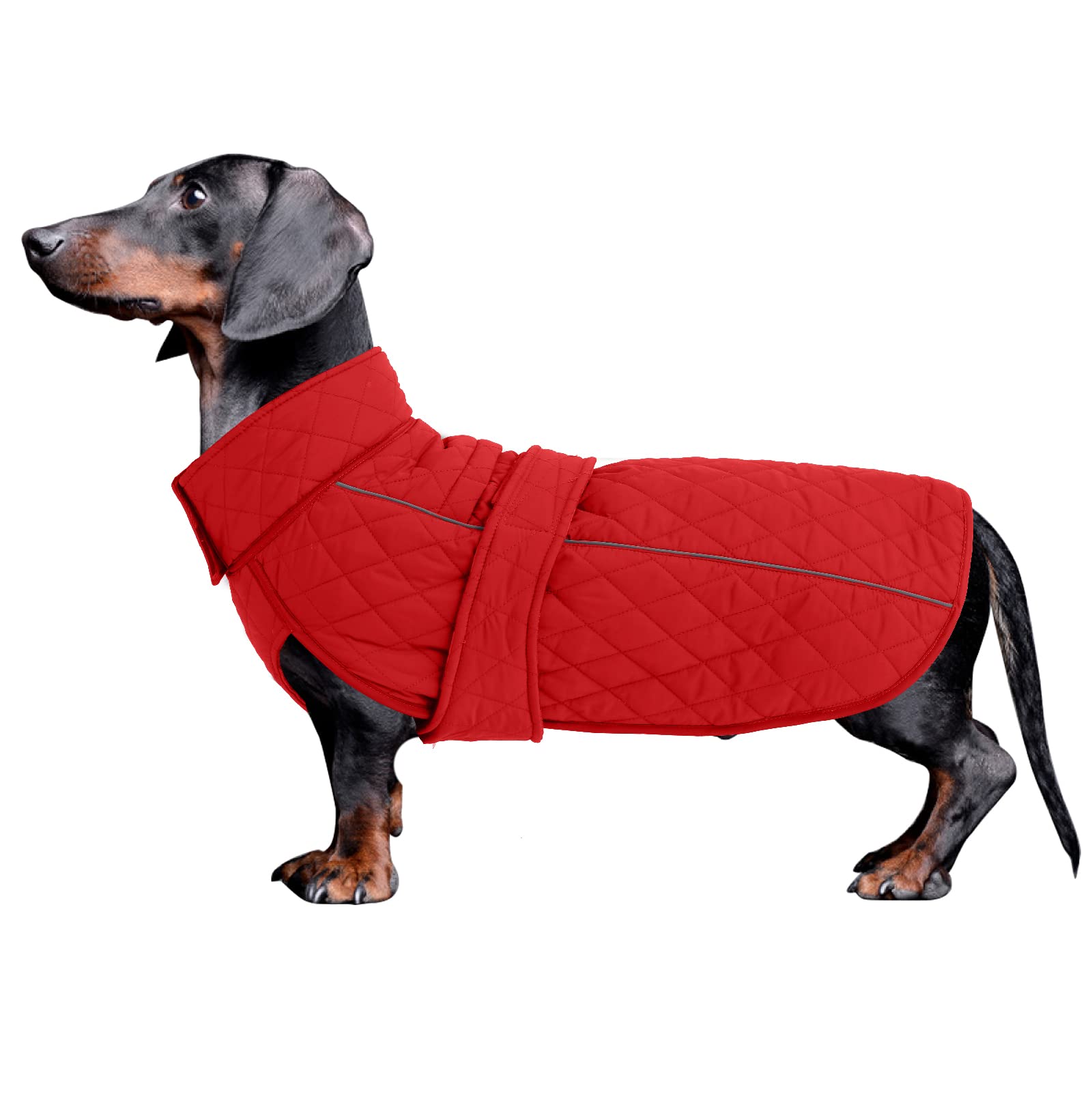 Dog wearing a red quilted coat on a white background