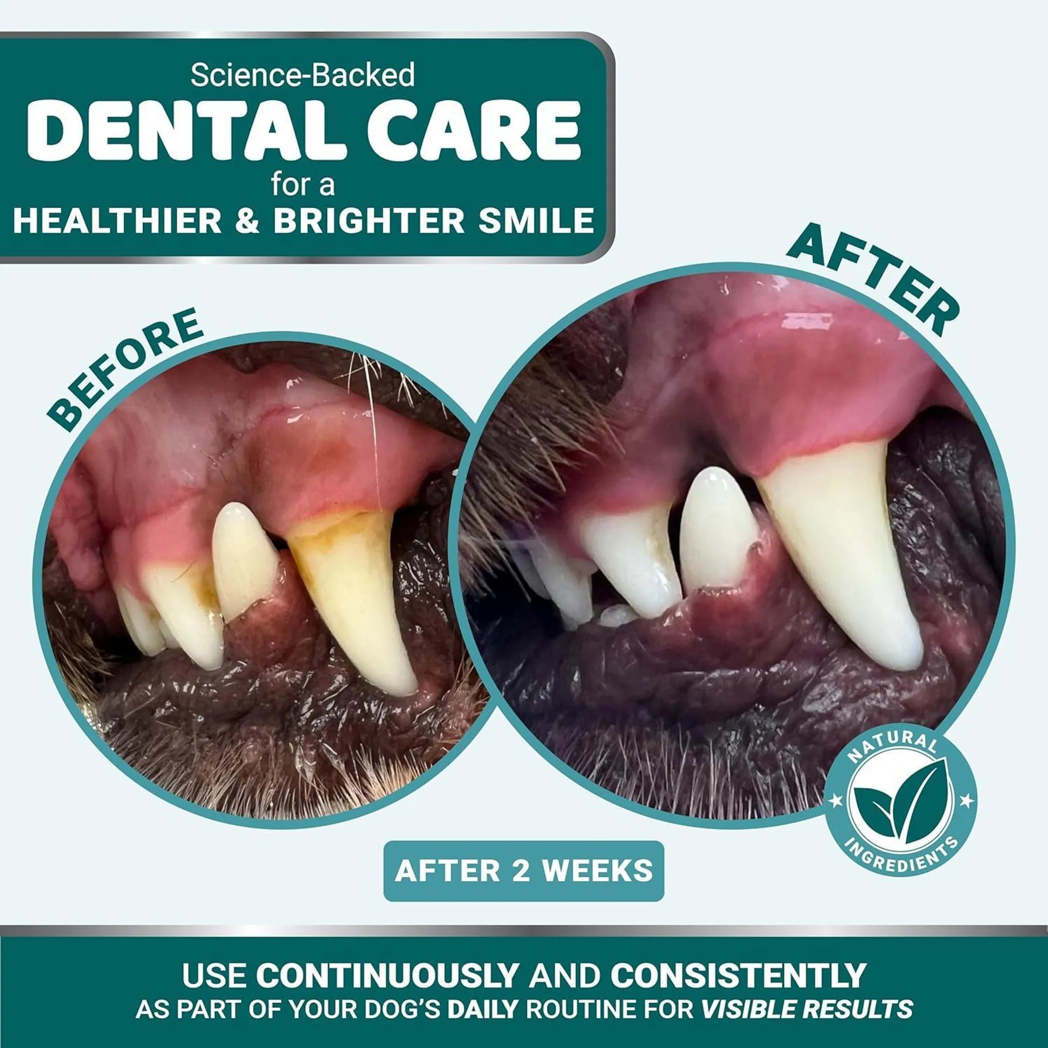 Before and after dental care for a dog's teeth with visible results after 2 weeks.