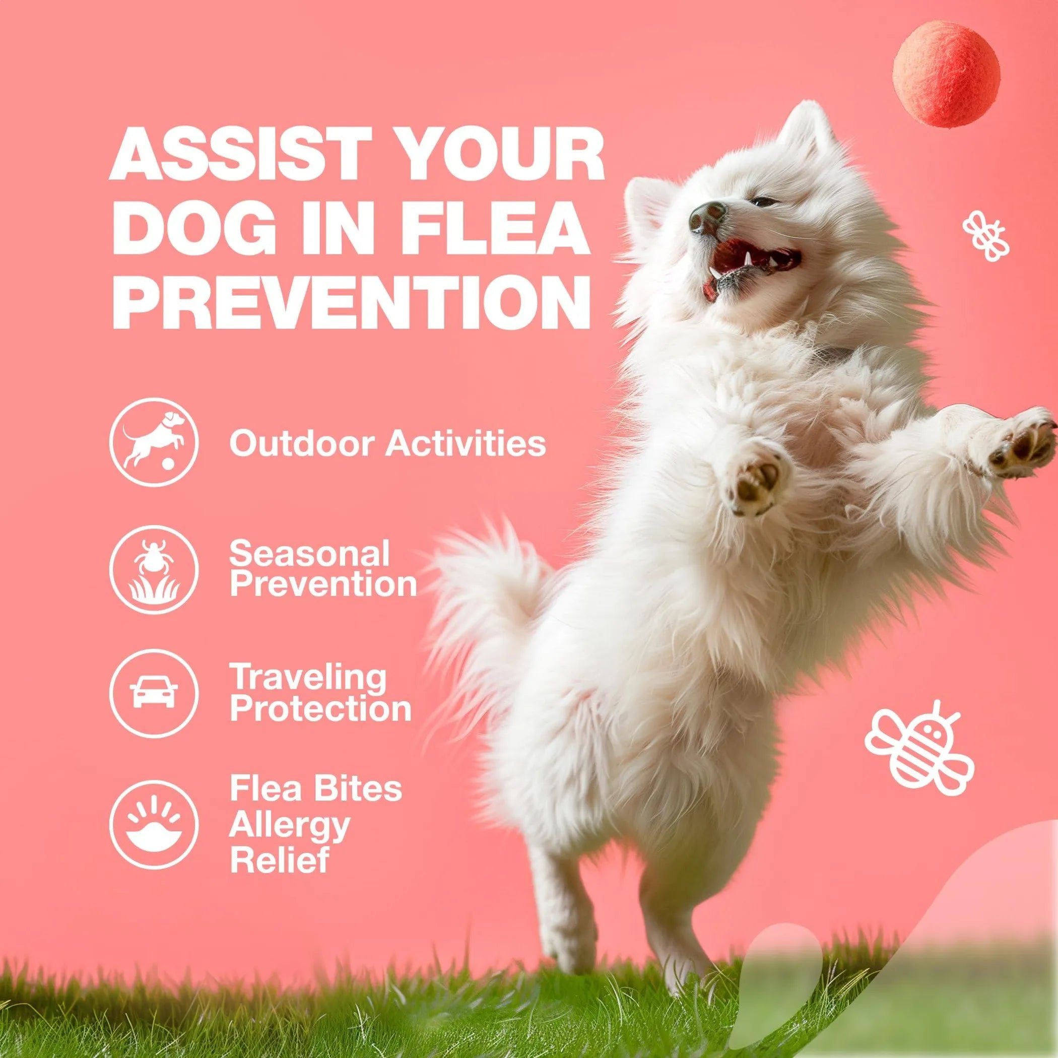 White dog standing on its hind legs with text about flea prevention on a pink background
