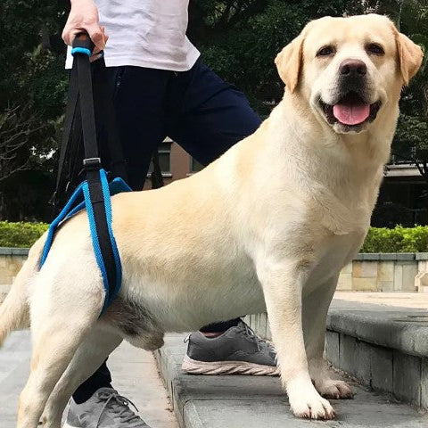 Dog on a leash being walked by a person outdoors