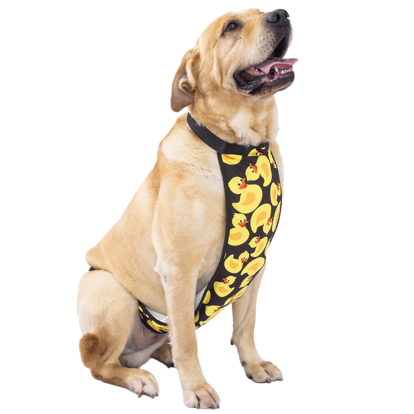 Dog wearing a harness with a rubber duck pattern on a white background