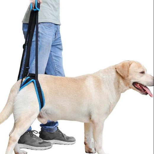 Dog being walked with a leash and harness on a white background