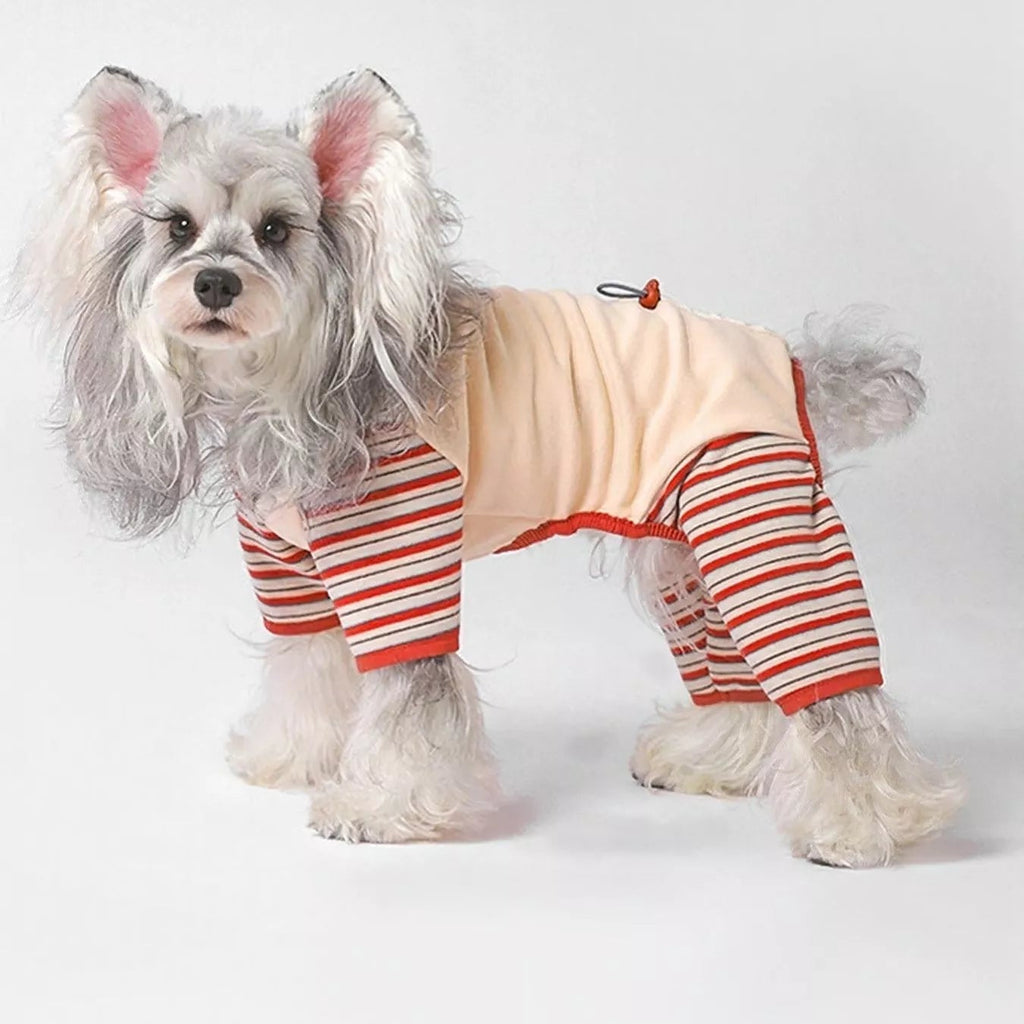 Small dog wearing a striped outfit on a white background