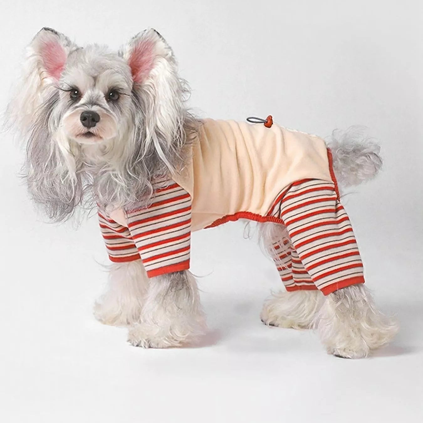 Small dog wearing a striped outfit on a white background