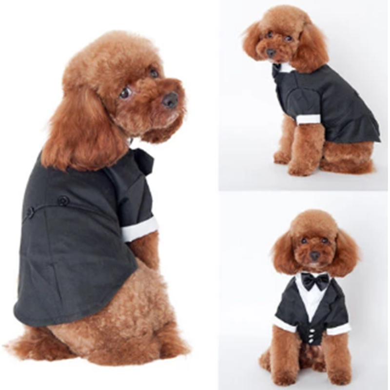 Dog wearing a black tuxedo with white accents on a white background