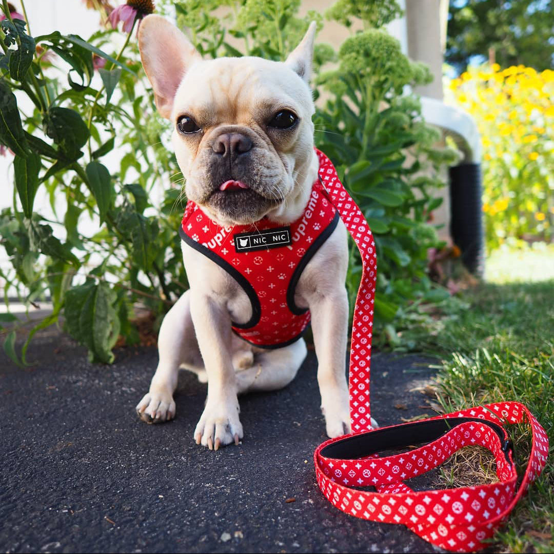 Small dog wearing a red harness and leash in a garden setting