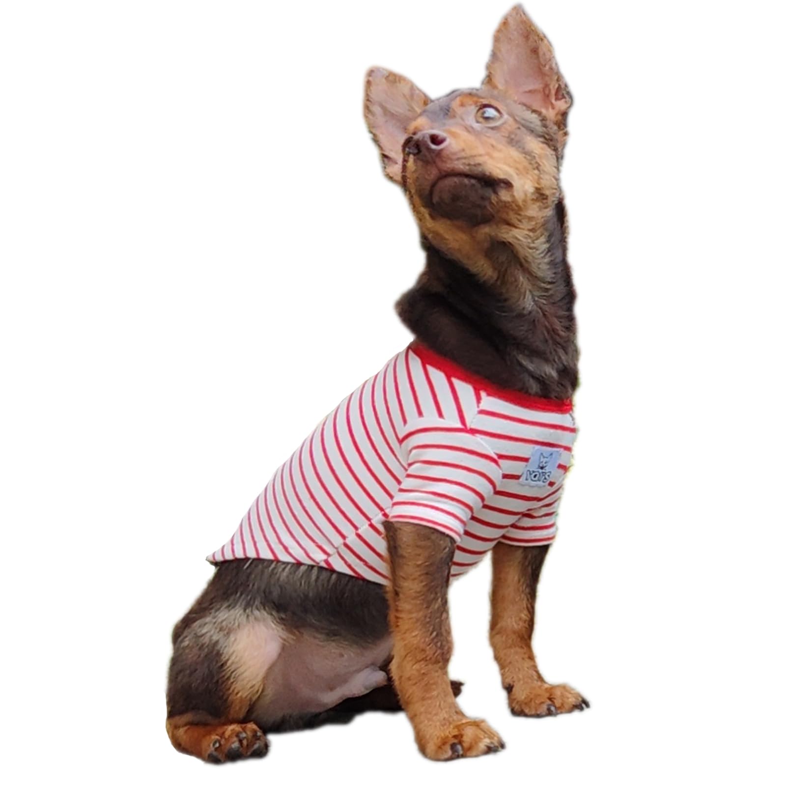 Dog wearing a red and white striped shirt on a white background
