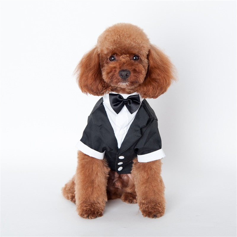Small dog wearing a black tuxedo with a bow tie on a white background