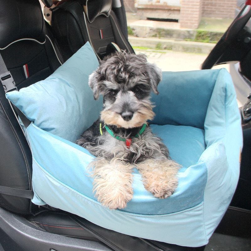 Dog sitting on a blue pet seat in a car