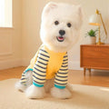 White dog wearing a yellow and striped shirt on a carpeted floor.
