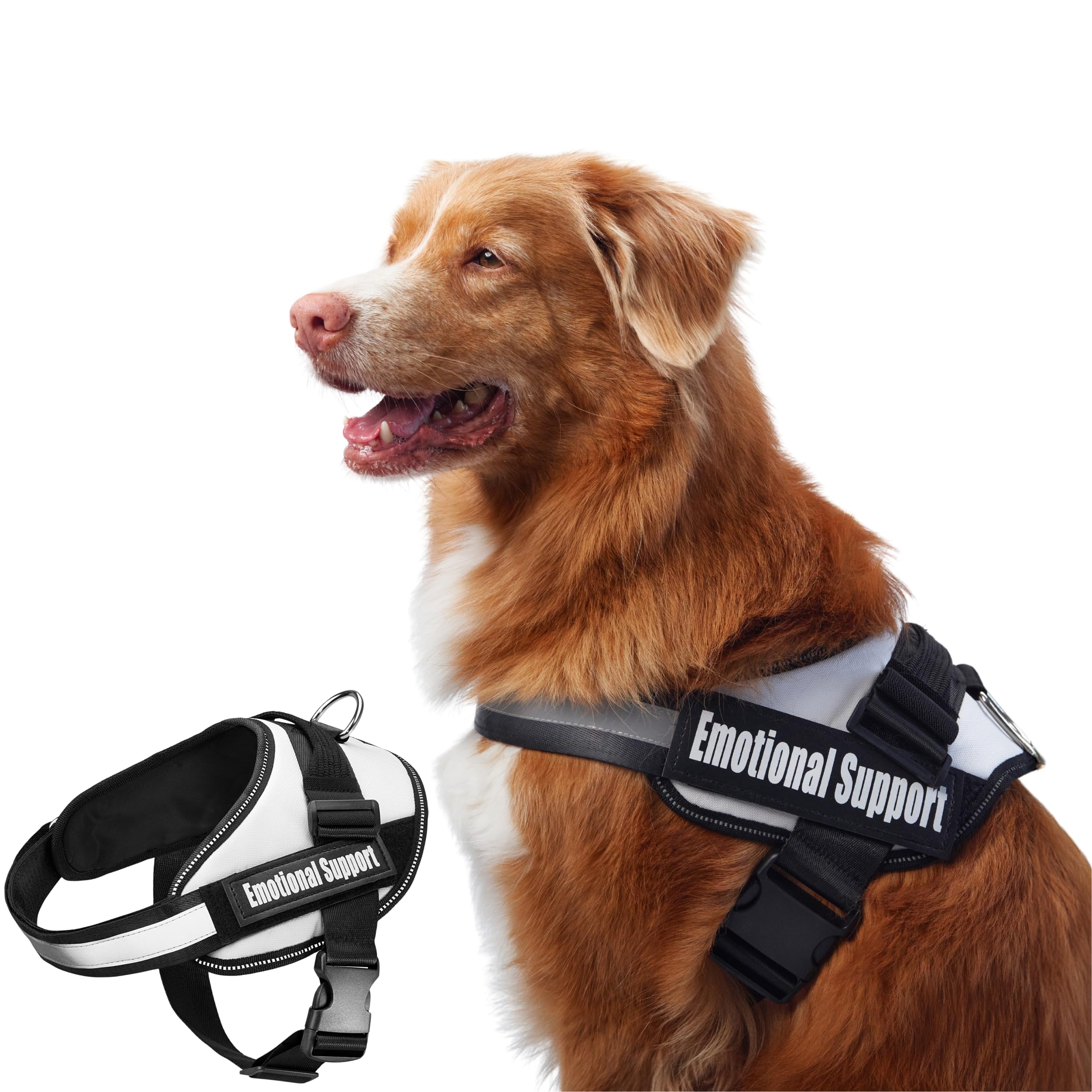 Dog wearing an 'Emotional Support' harness with a close-up of the harness on a white background