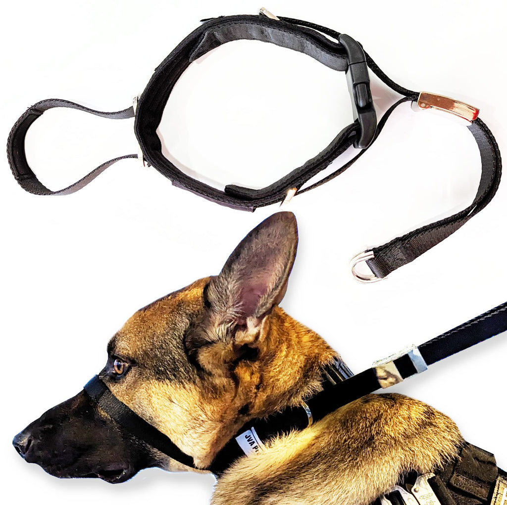 Dog wearing a black muzzle and leash with a white background