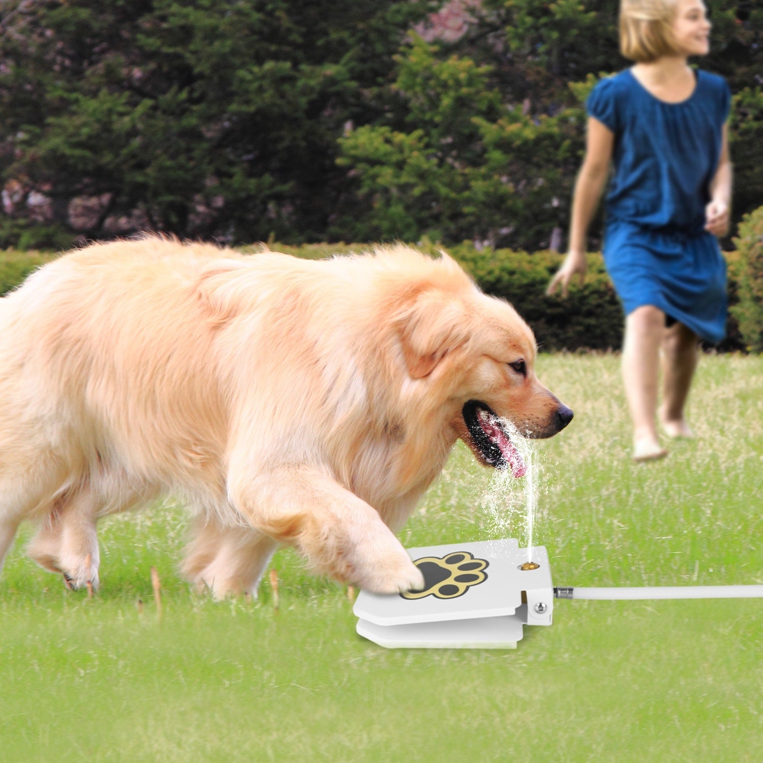 Dog playing with a paw-shaped water fountain in a grassy area.