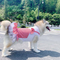 Dog wearing a red and white checkered dress with a bow in a park setting