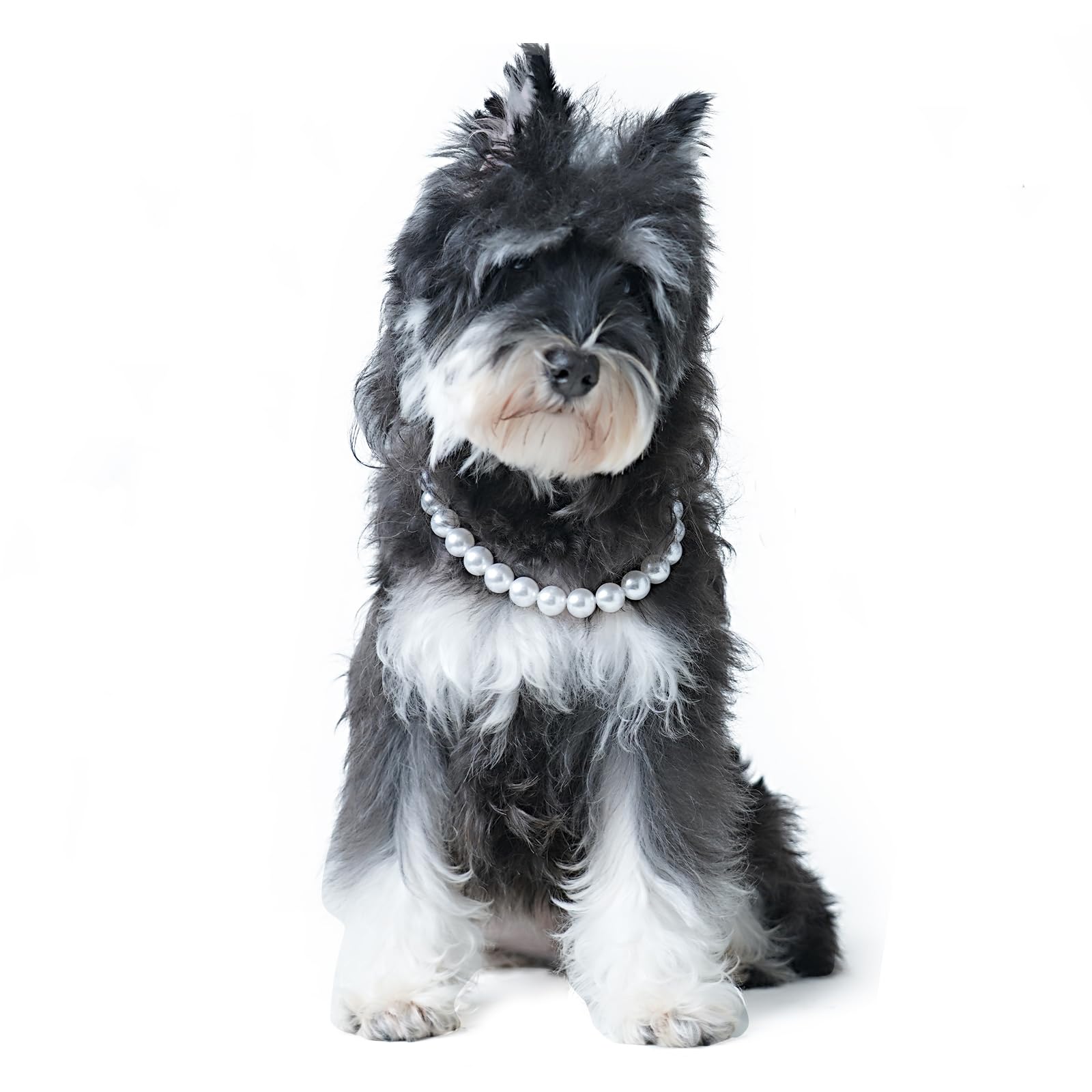 Dog wearing a pearl necklace on a white background