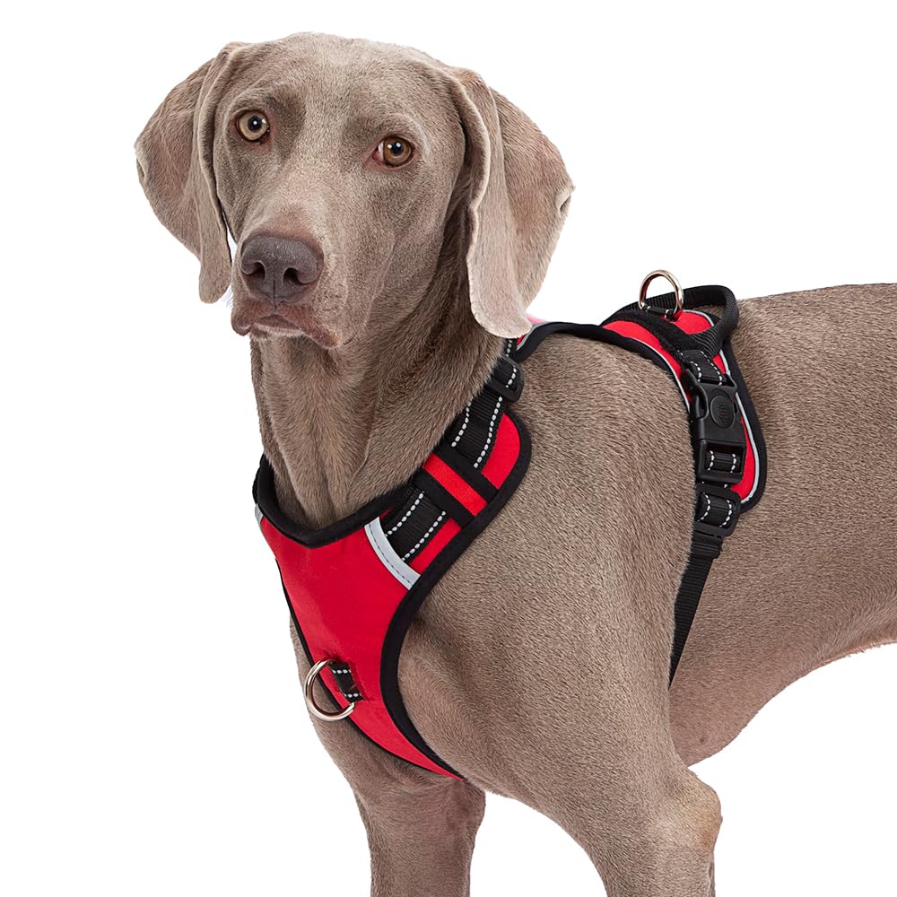 Dog wearing a red and black harness on a white background