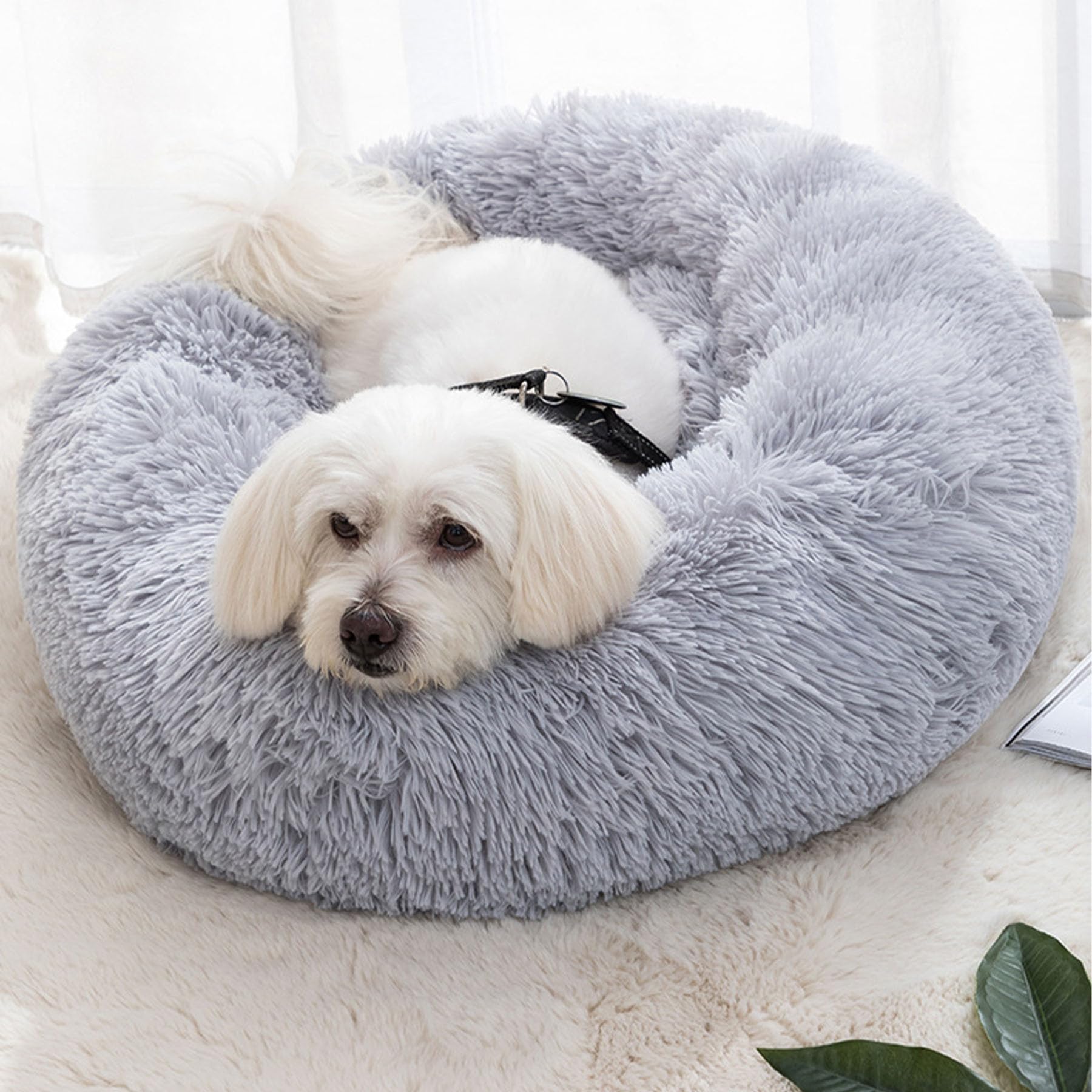 White dog lying on a fluffy gray pet bed.
