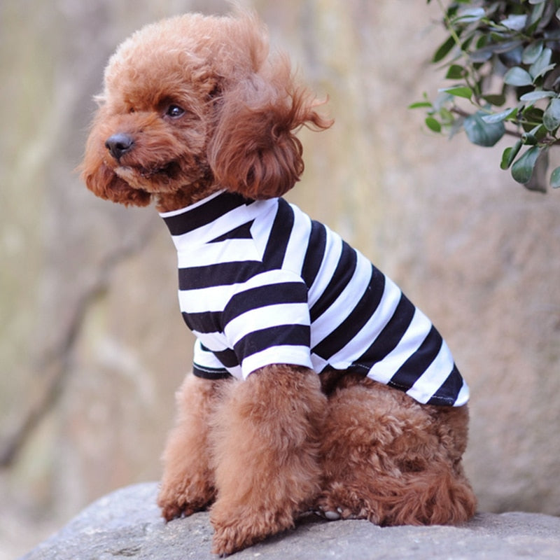 Small dog wearing a black and white striped shirt sitting on a rock with a natural background