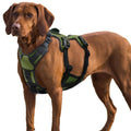 Brown dog wearing a green and black harness on a white background