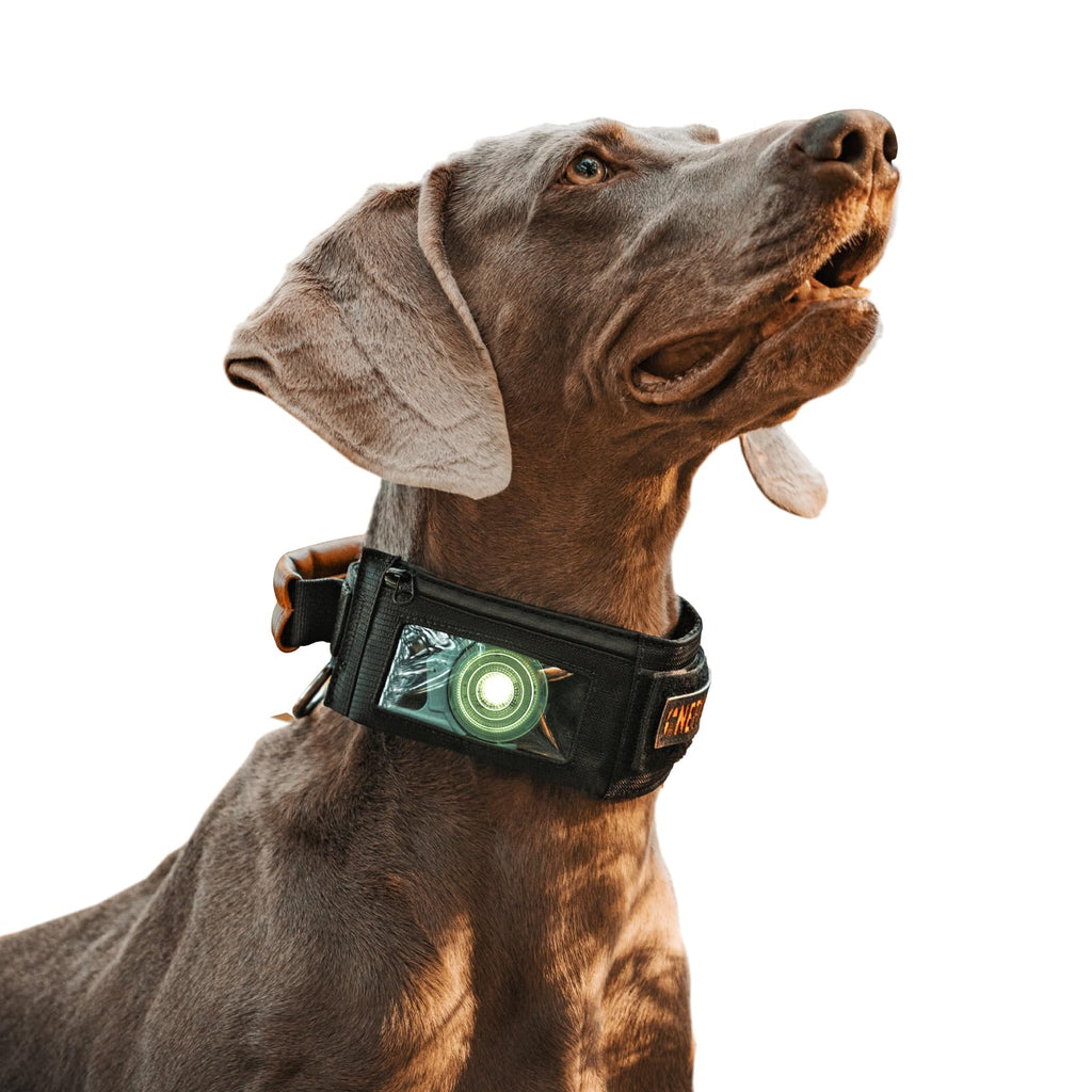 Dog wearing a black collar with a green light on a white background