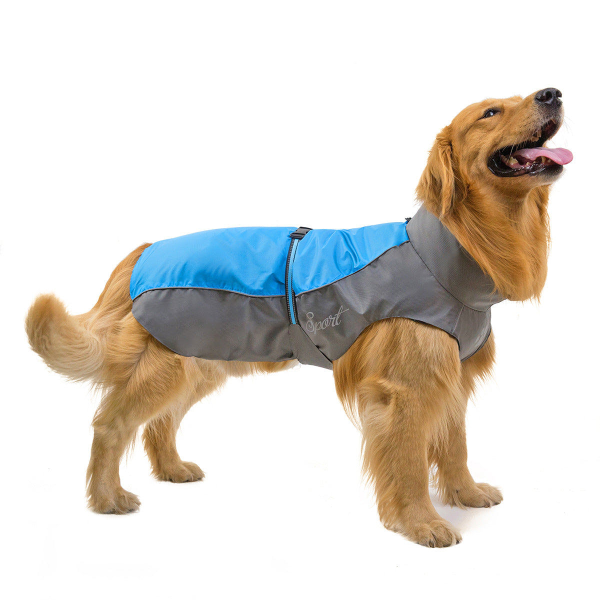 Dog wearing a blue and gray coat on a white background