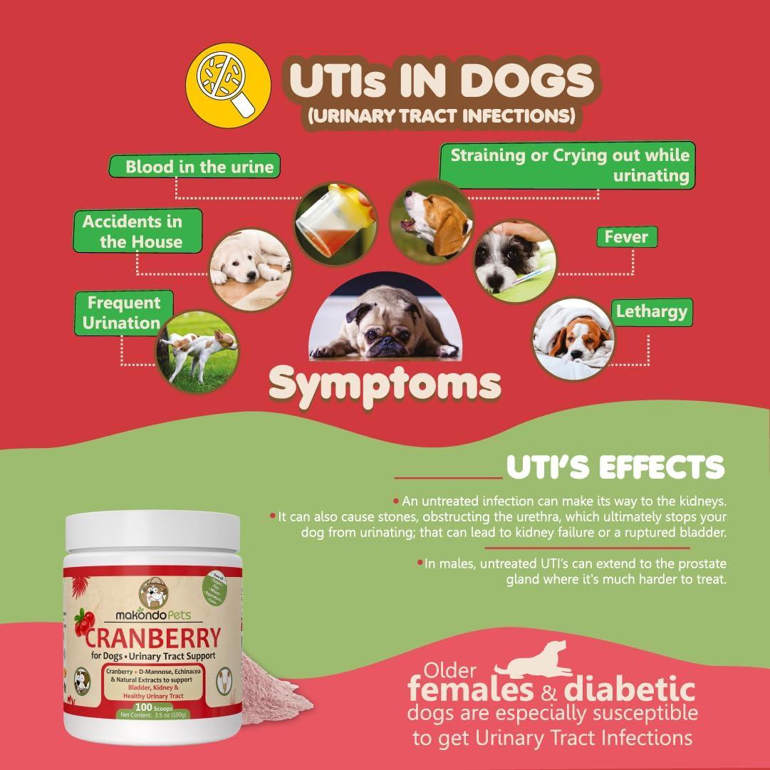 Informational graphic about urinary tract infections in dogs with symptoms and effects on a red and green background.