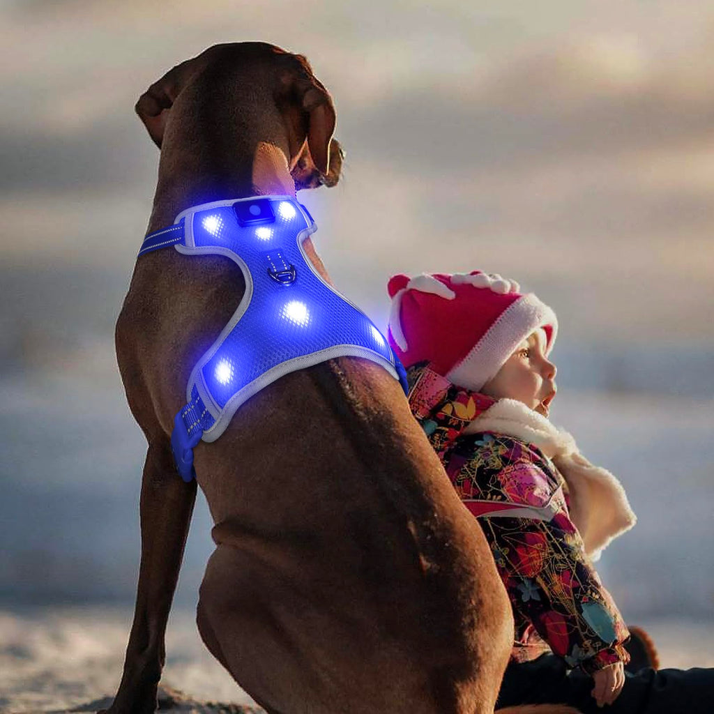 Dog wearing a blue LED harness with a child in a Santa hat in the background.
