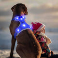 Dog wearing a blue LED harness with a child in a Santa hat in the background.