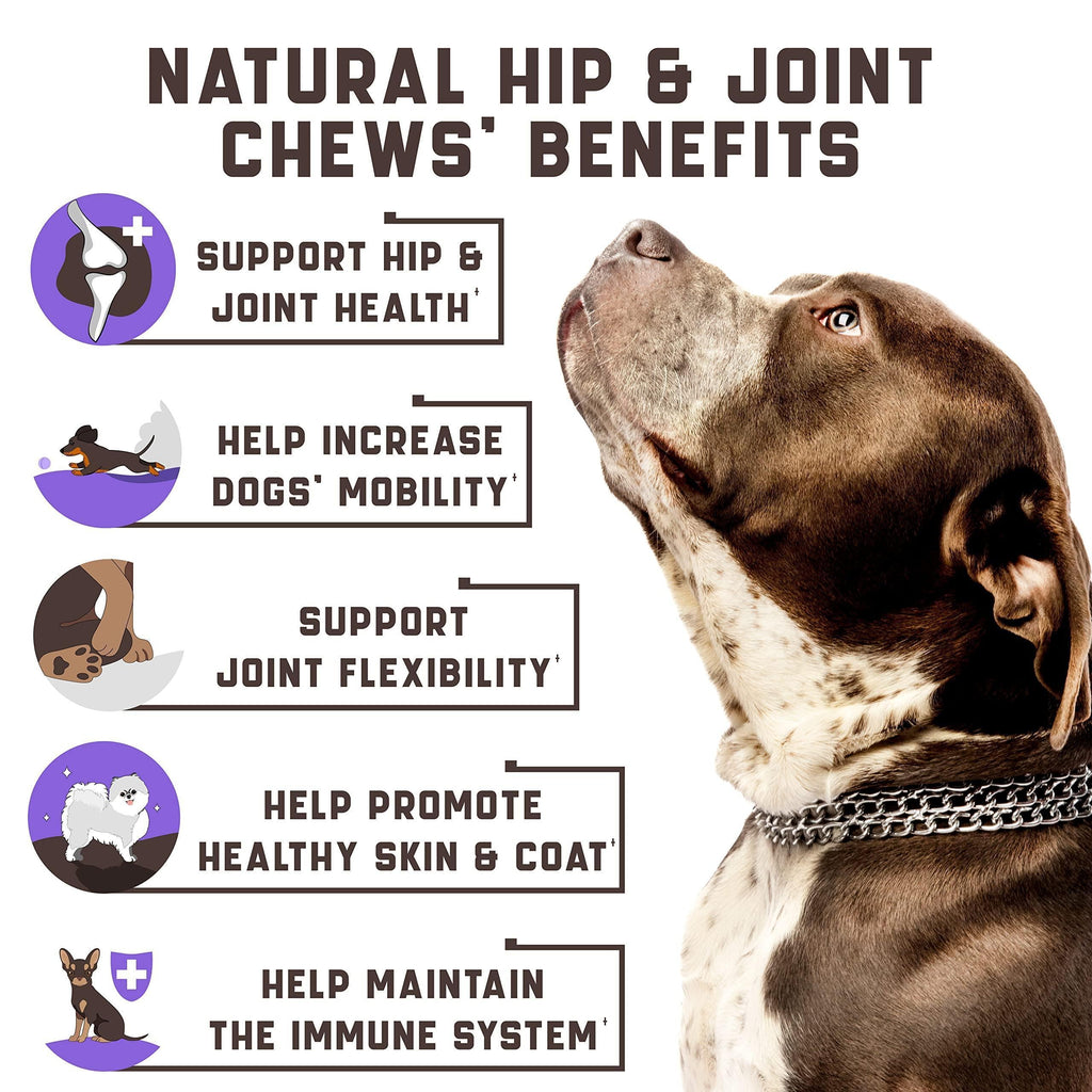 Dog with natural hip and joint chews benefits listed on a white background