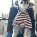 Small dog wearing a striped sweater sitting on a chair.