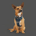 Dog wearing a blue harness on a white background