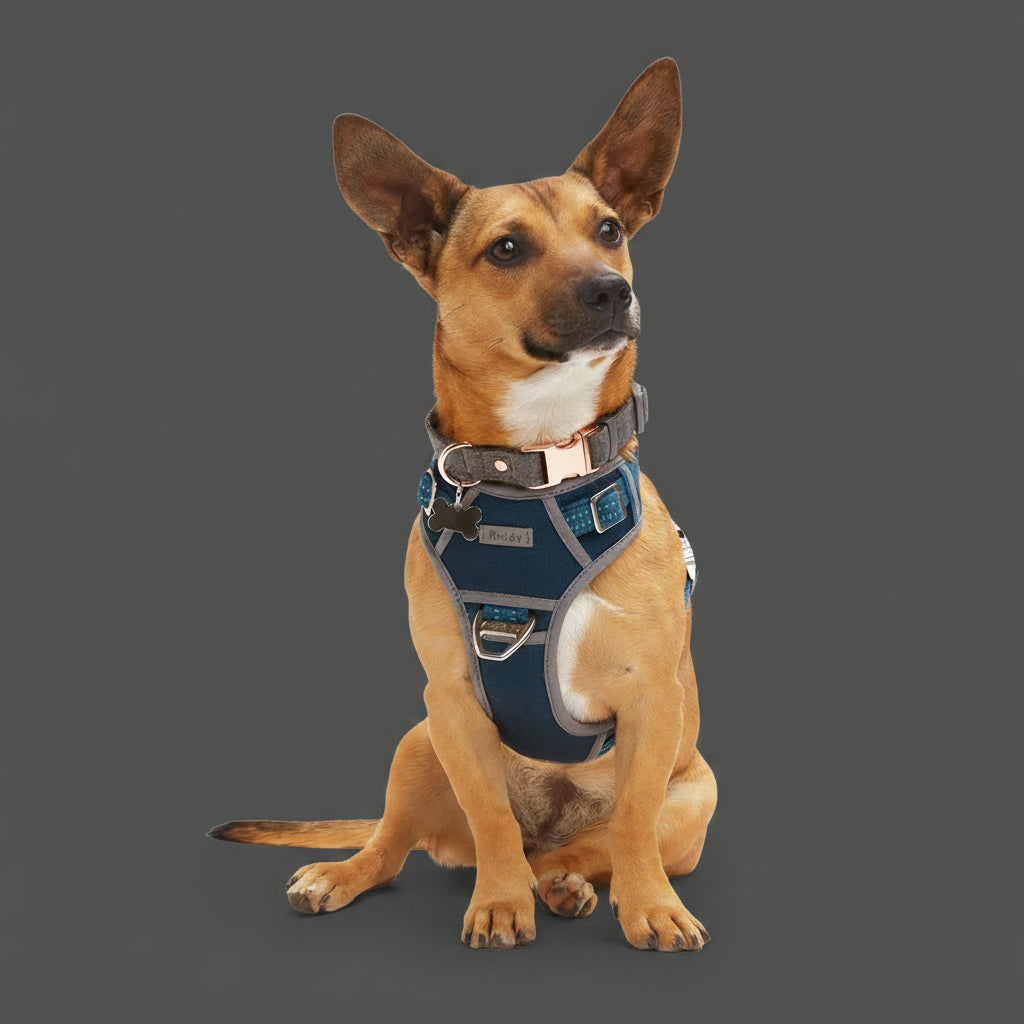 Dog wearing a blue harness on a white background